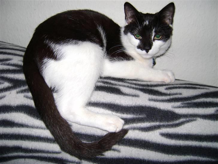 Manx Gizmo (Søger nyt hjem)  billede 1