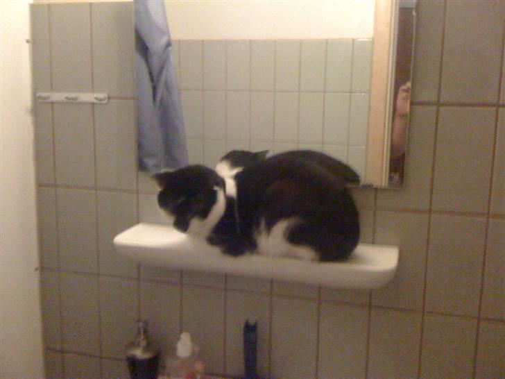 Manx Gizmo (Søger nyt hjem)  - Ja, han ligger de mærkligste steder af og til  billede 2