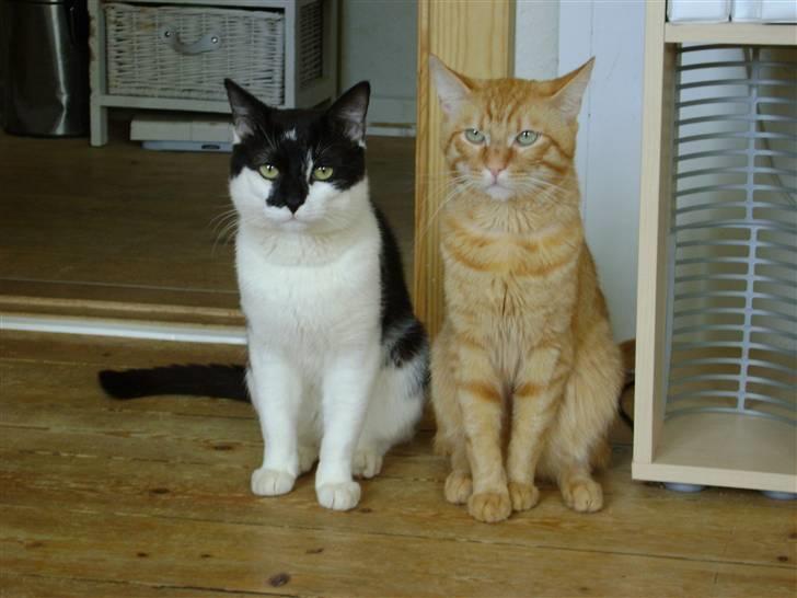 Manx Gizmo (Søger nyt hjem)  - Er de ikke søde når de står der og holder vagt ??? ;-)  billede 3