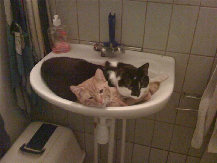 Manx Gizmo (Søger nyt hjem)  - Som sagt han ligger de mærkligste steder... Denne gang har han lokket Simba med ;-)  billede 4