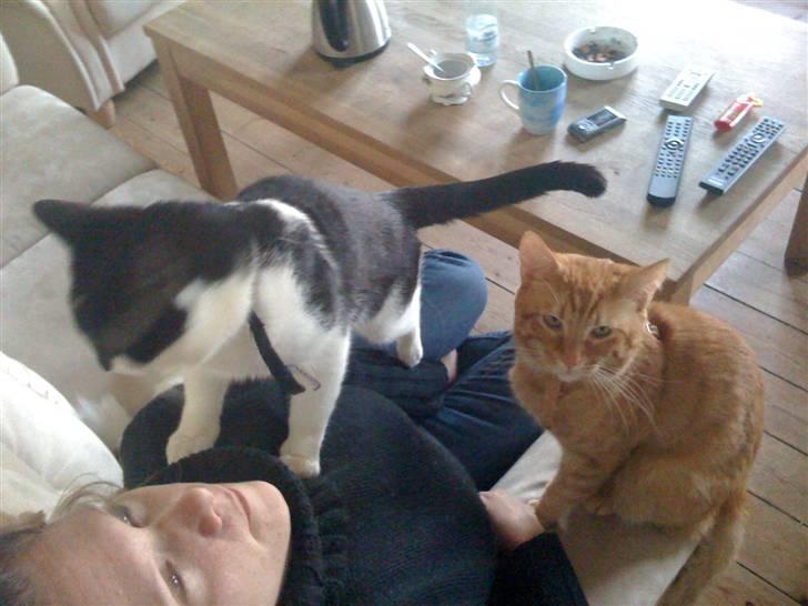 Manx Gizmo (Søger nyt hjem)  - Så kæmper vi lige lidt for mor´s opmærksomhed :-D  billede 5