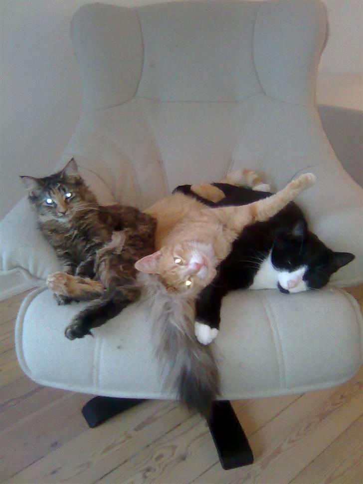 Huskat Chilie billede 6