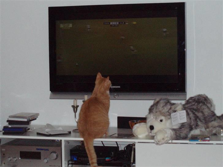 Huskat Mango billede 8