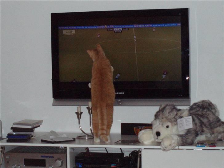 Huskat Mango billede 9