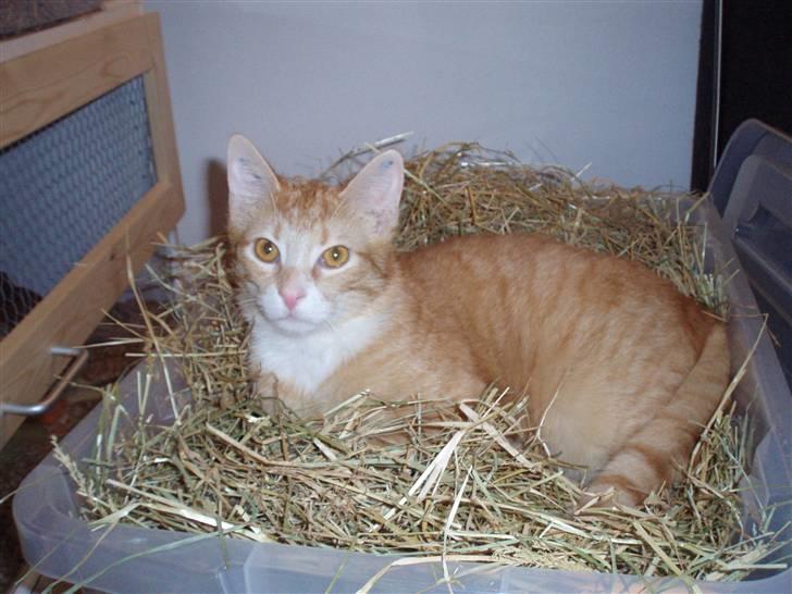 Huskat Mango billede 10