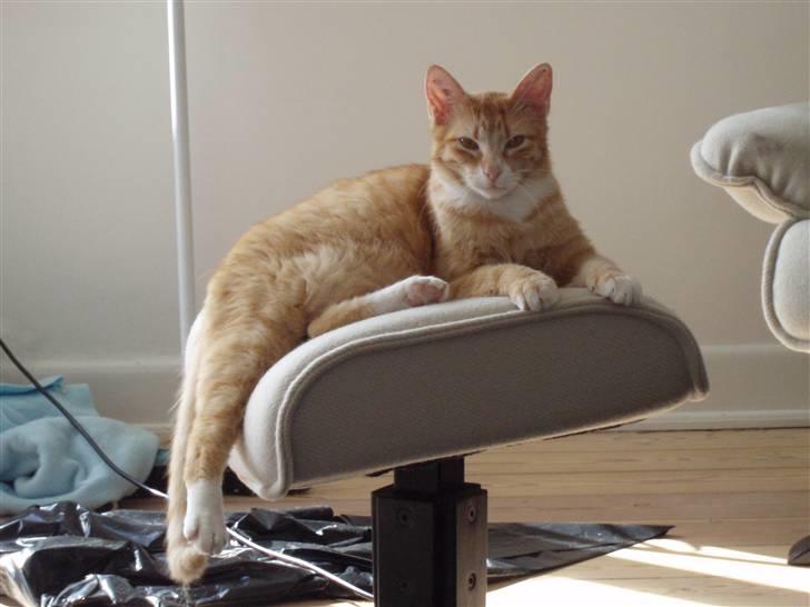 Huskat Mango billede 11