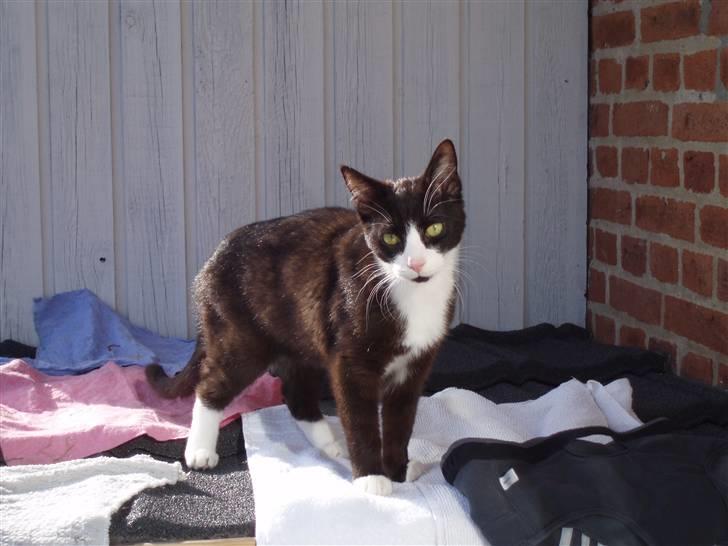 Huskat Chilie billede 7