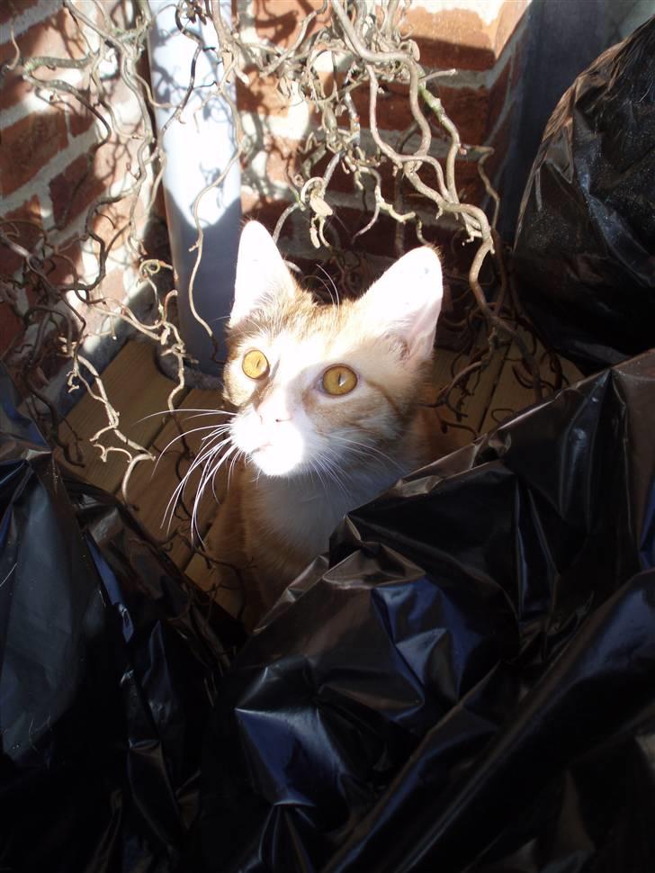 Huskat Mango billede 12