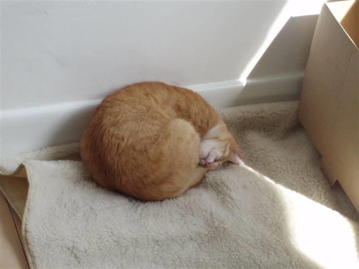 Huskat Mango billede 13