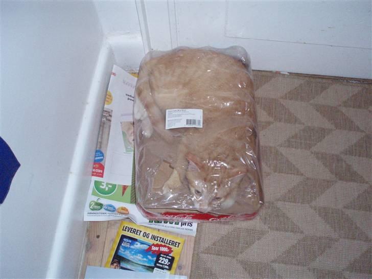 Huskat Mango billede 14