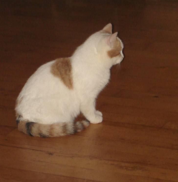 Tyrkisk Van Minnie billede 2