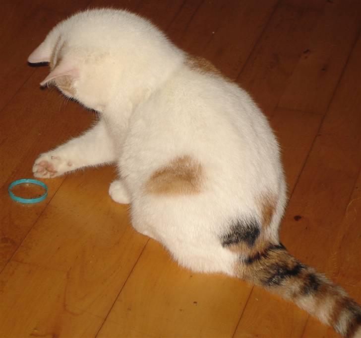 Tyrkisk Van Minnie billede 6