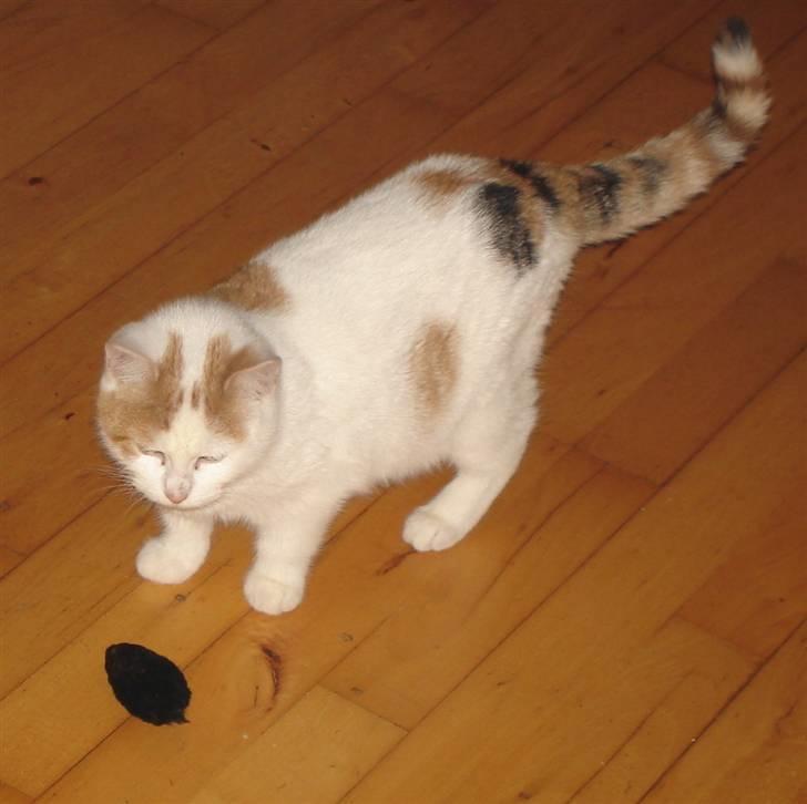 Tyrkisk Van Minnie billede 7