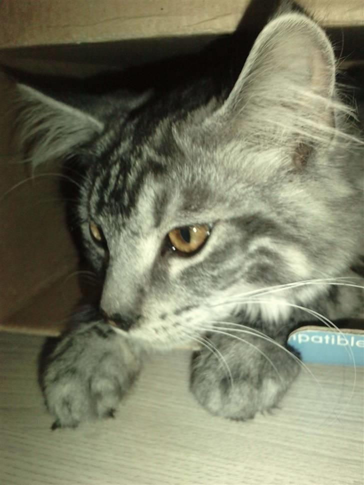 Blanding af racer Bamse R.I.P. billede 1