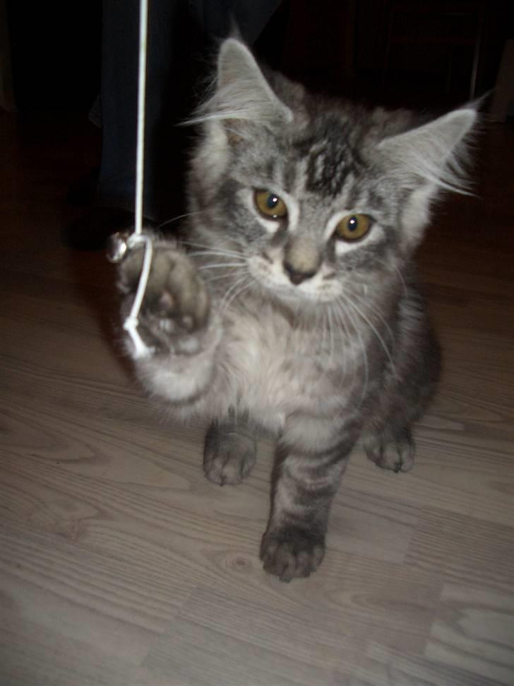 Blanding af racer Bamse R.I.P. billede 2