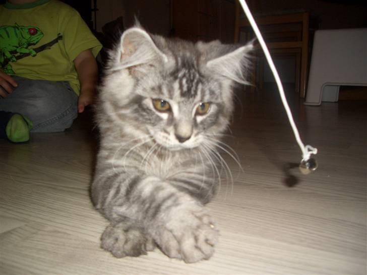 Blanding af racer Bamse R.I.P. billede 3