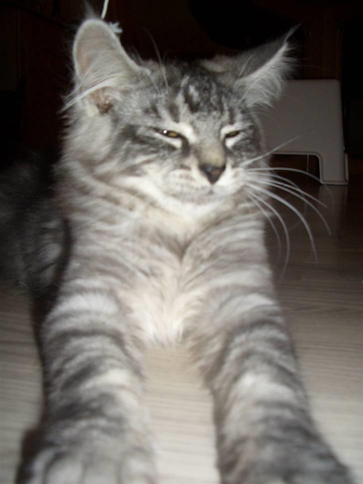 Blanding af racer Bamse R.I.P. billede 4