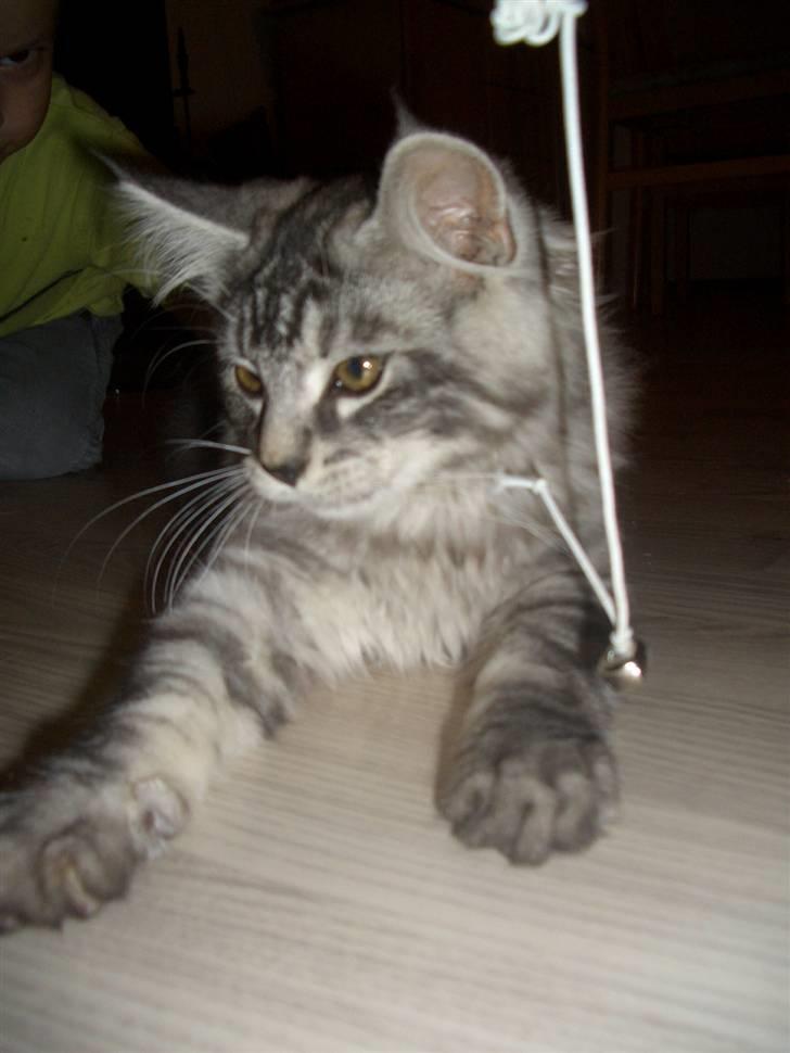 Blanding af racer Bamse R.I.P. billede 5