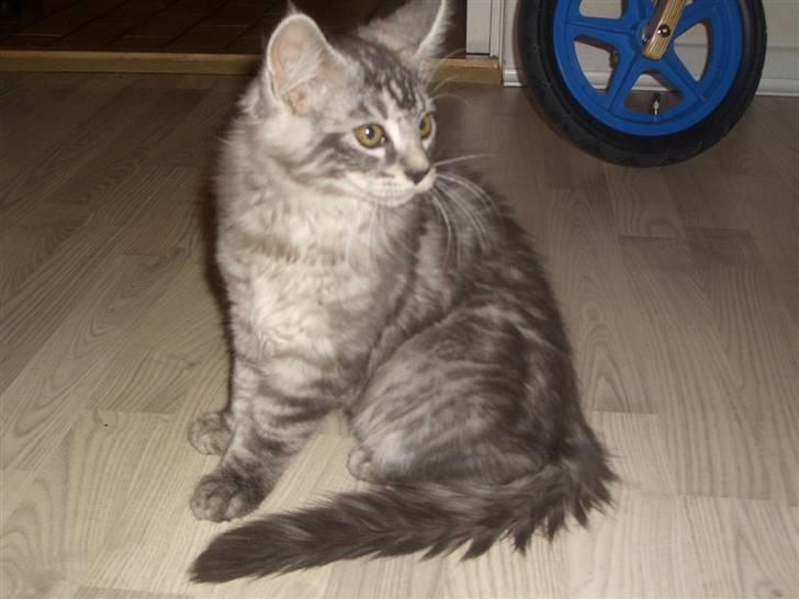 Blanding af racer Bamse R.I.P. billede 6