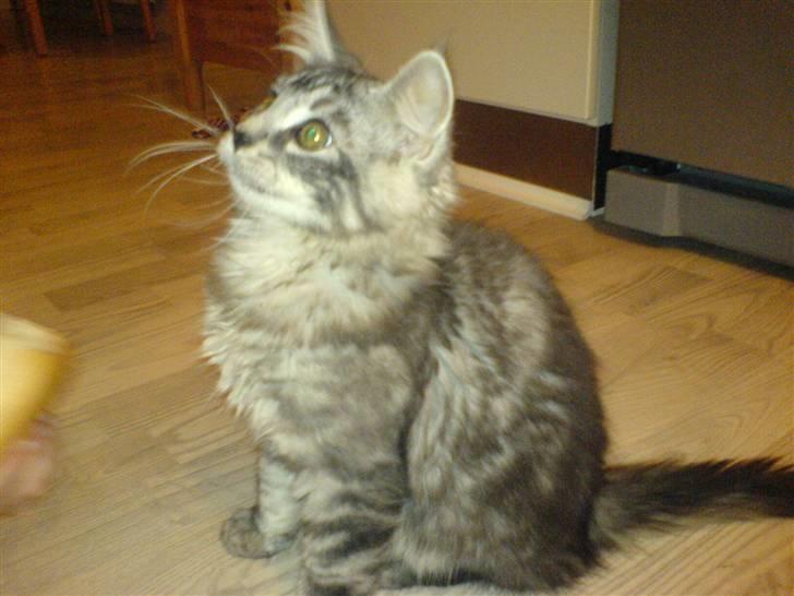 Blanding af racer Bamse R.I.P. billede 7