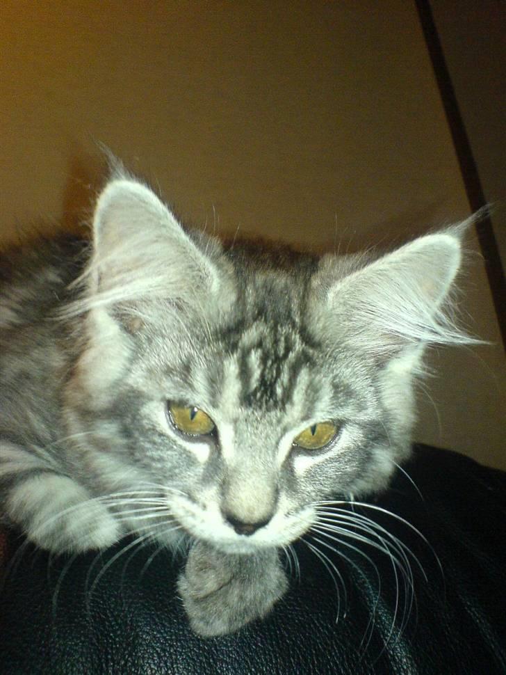 Blanding af racer Bamse R.I.P. billede 8