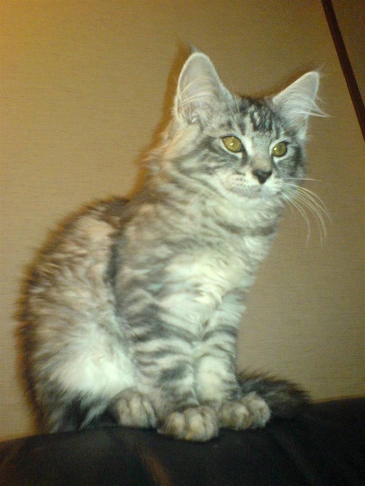 Blanding af racer Bamse R.I.P. billede 9