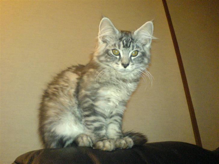 Blanding af racer Bamse R.I.P. billede 10