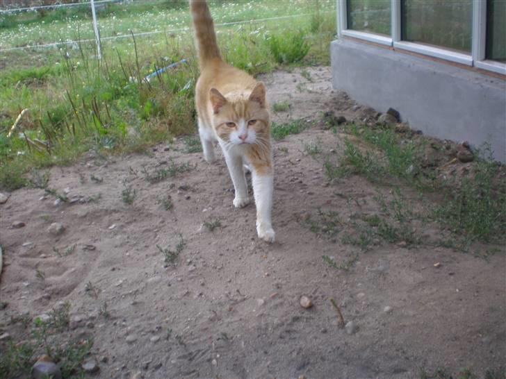 Huskat  Tiger  Forsvundet billede 1