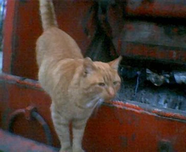 Blanding af racer Garfild <33 R.I.P  - Garfild på skralle bilen  billede 11