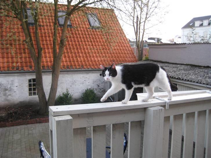 Huskat Maja billede 11