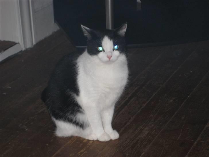 Huskat Maja billede 12