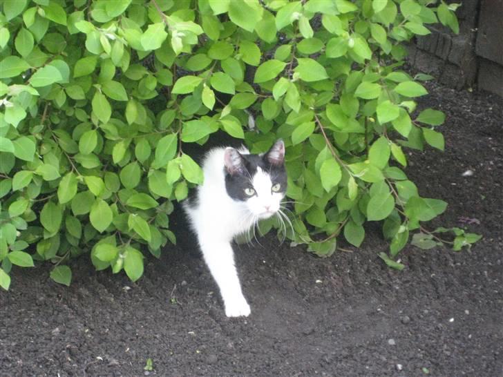 Huskat Maja billede 13