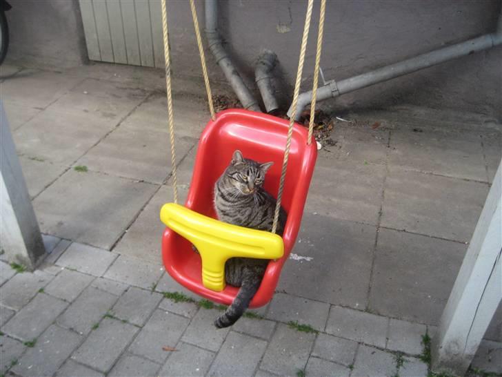 Huskat Thor billede 15