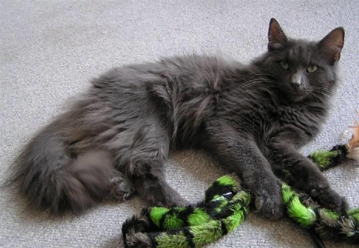 Norsk Skovkat Big-Bang M.. Gammaglimt billede 1