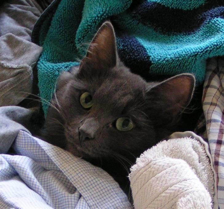 Norsk Skovkat Big-Bang M.. Gammaglimt billede 2