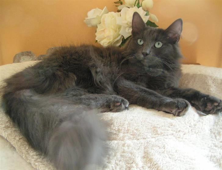 Norsk Skovkat Big-Bang M.. Gammaglimt billede 3