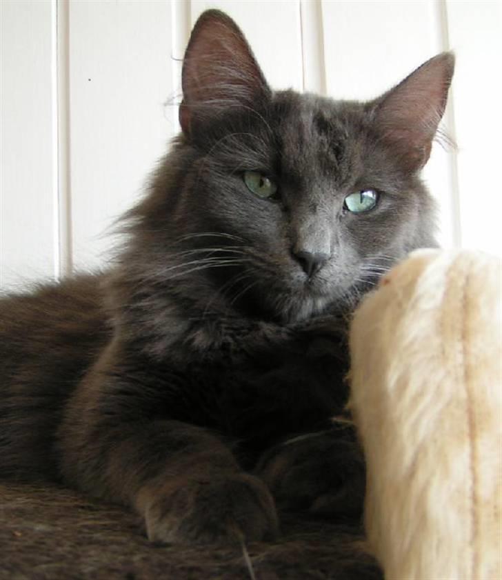 Norsk Skovkat Big-Bang M.. Gammaglimt billede 4