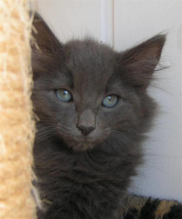 Norsk Skovkat Big-Bang M.. Gammaglimt billede 5