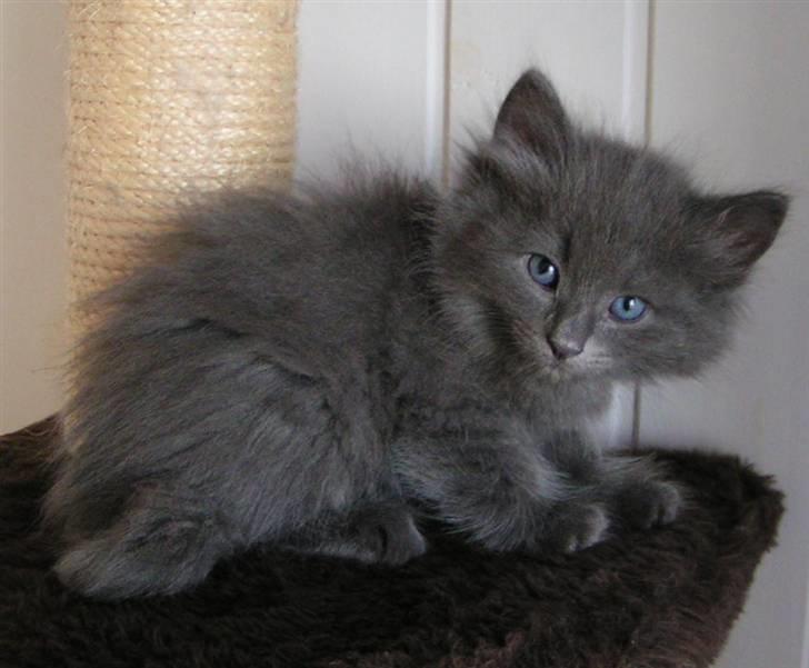 Norsk Skovkat Big-Bang M.. Gammaglimt billede 6