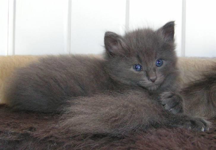 Norsk Skovkat Big-Bang M.. Gammaglimt billede 7