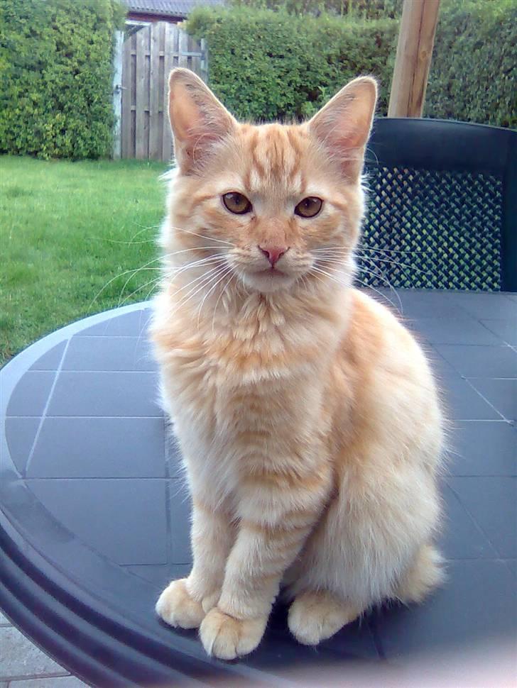 Blanding af racer Shrek billede 1