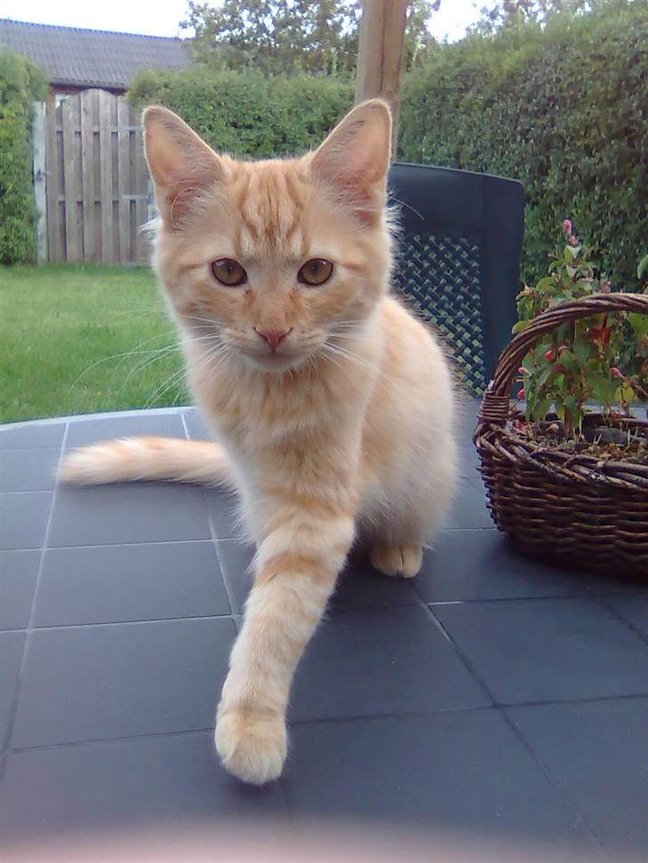 Blanding af racer Shrek billede 2