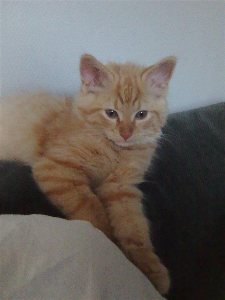 Blanding af racer Shrek billede 3