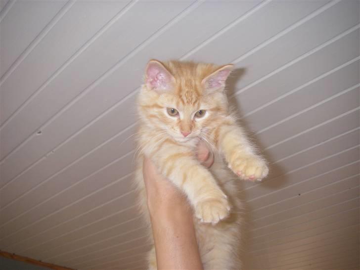 Blanding af racer Shrek billede 4