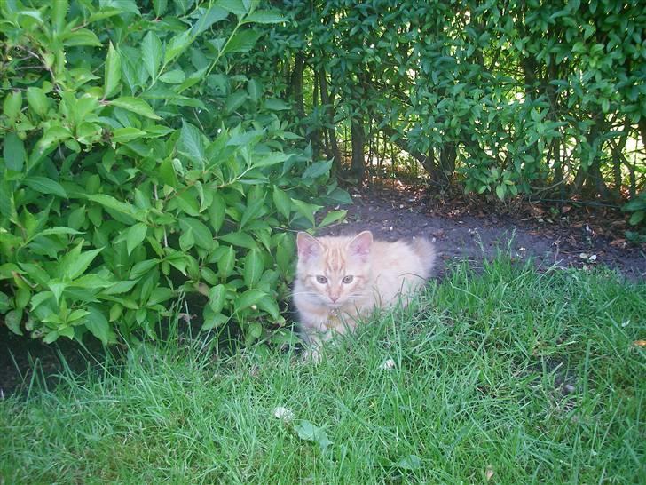 Blanding af racer Shrek billede 5