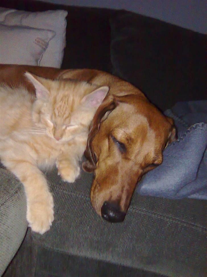 Blanding af racer Shrek billede 6