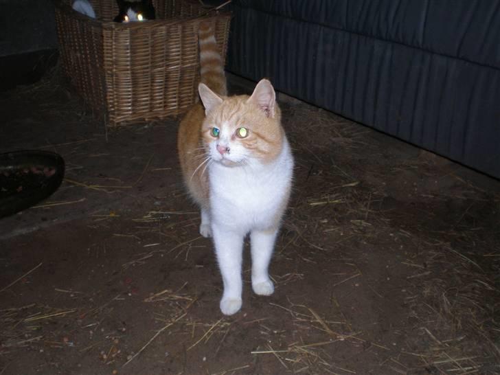 Huskat  Tiger  Forsvundet billede 2