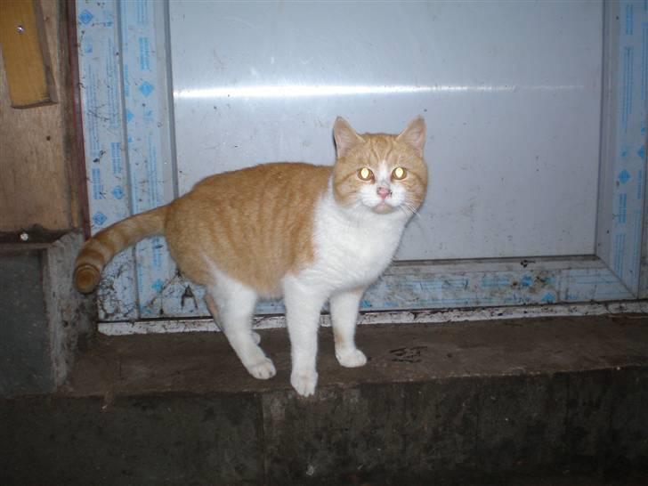 Huskat  Tiger  Forsvundet billede 3