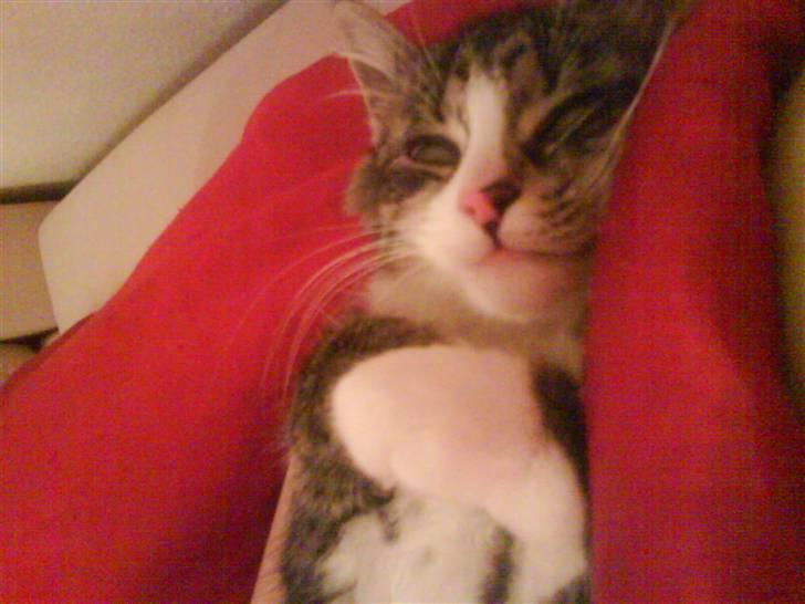 Blanding af racer India billede 2