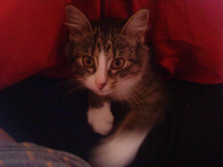 Blanding af racer India billede 3